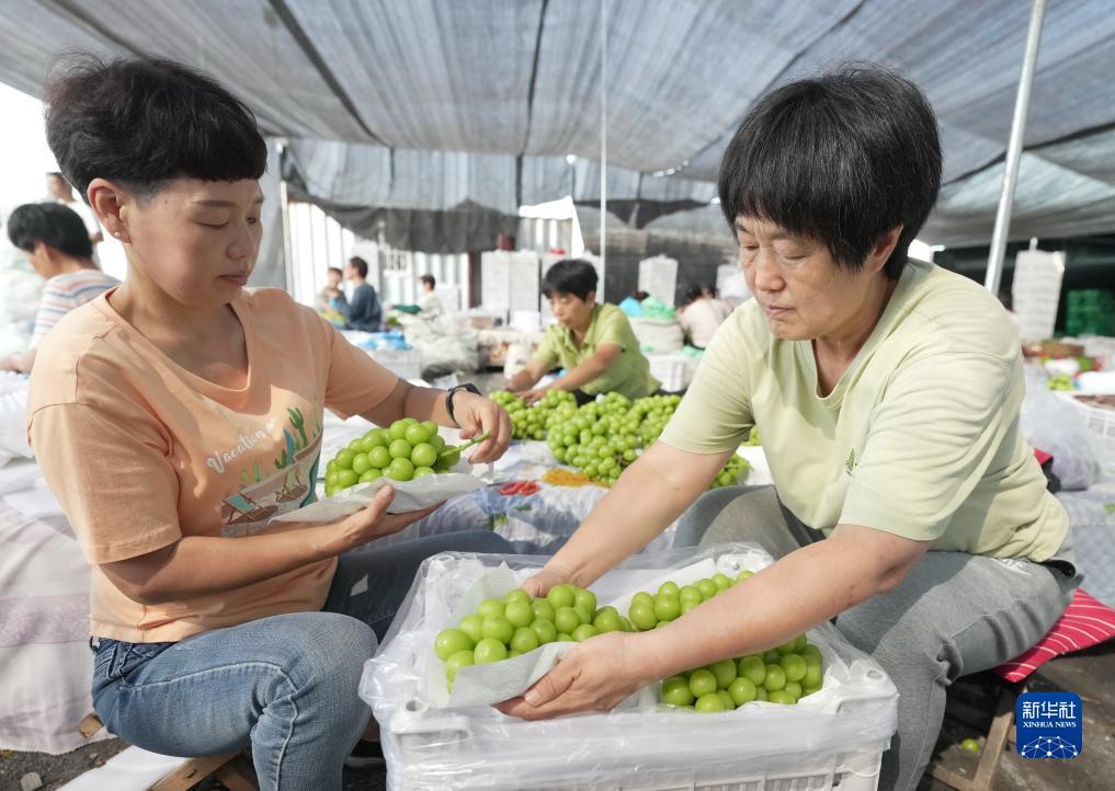 抢皇冠游戏